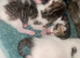 Tabby kittens