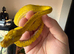 Green tree python