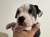 Staffy Puppies