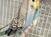 Baby budgies