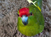 Kakarik baby boy for sale