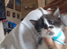 Tuxedo kittens