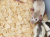 Dumbo rats