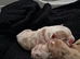 Olde English bulldog
