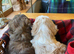 Branston + Pickles. Top Quality Cavapoo Babies. Looking for Mummy and Daddy..