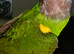 Tame Male Senegal Parrot For Sale With Large Cage,