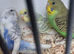 Baby Budgies