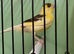 2026 canary