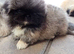 Stunning kc reg pekingese puppies