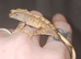 Hatchling crested geckos