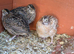 Jumbo and normal Coturnix/Japanese