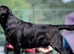 KC Registered- 22 month Old Male Labrador