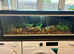 Baby bearded dragon with full set up