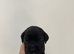 Adorable Cane Corso Puppies