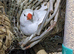 Hen Zebra Finches