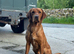 Exceptional fox red labrador puppies