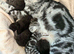6 Pedigree Scottish Fold and Straight Kittens
