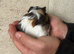 2 x sheltie boars