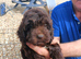 Cockapoo F1 last two weeks girls!!! .