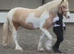 Sold subject to collection. Stunning lemon and white 3 yr old filly.