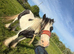 2 year old piebald cob colt