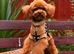 Stunning Asian Poodle Boy ️