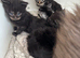 Gorgeous Maine coon kittens