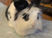 2 bonded rabbits