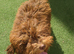 Cockerpoo pups fully vaccinated