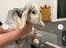 X2 mini pops for rehome