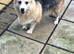 Corgi girl for sale kc reg