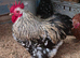 Pekin Bantam Hatching Eggs