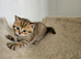 British Shorthair kittens!!