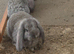 French lops bucks