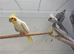 Baby cockatiels