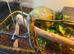 CB21 Female Tiwanese Beauty Rat Snake