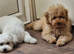 red gworgeous toy poodle boy