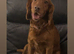 Red Working cocker spaniel
