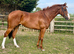 *DEPOSIT TAKEN* Full up 16hh 7yr old gelding