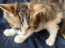 For sale 3 male kittens