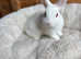 REW male Netherland dwarf