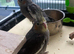 Beautiful Grey Pied Cockatiel chicks available to reserve