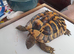 Horsefield tortoise