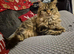 Doll faced persian cross bengal
