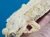 Lily white gecko with viv