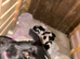 Border collie puppies