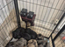 Merle cockapoo puppies