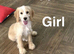 Snowflake beautiful litter of cockapoo