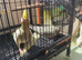Cockatiel  Pearl/ yellow and gray. Untame