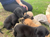 Outstanding Working-Bred Whippet Lurcher Puppies